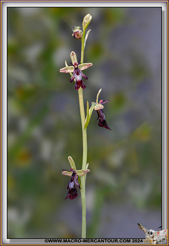 Ophrys Mouche